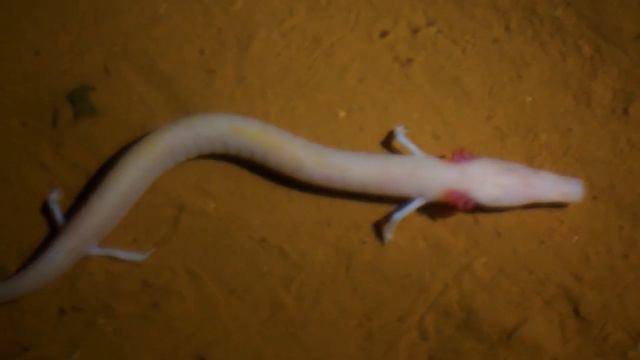 10 Most Unusual Animals In The World