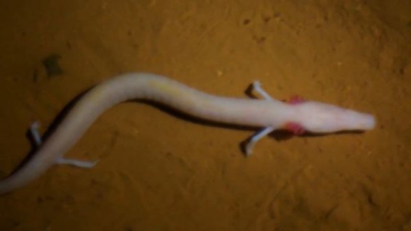 10 Most Unusual Animals in the World