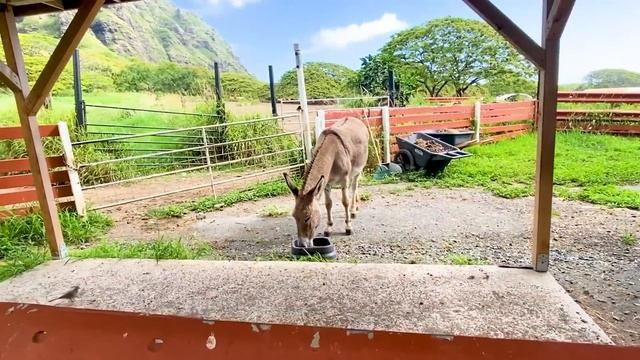 Ryan's Island Adventure at the beach! смотреть онлайн