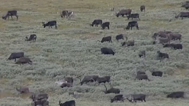 Дом мой Ямал Керимова смотреть онлайн