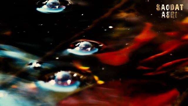 Shukurulloh Domla | Achchiq Xaqiqatlar Xaqida | Шукурулло домла