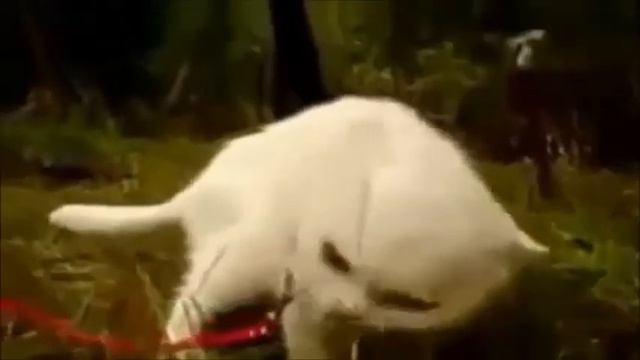 Бешеные коты смотреть онлайн