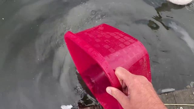 Погладил лебедя, семья лебедей у нас дома и на причале. Наводнение! #белыелебеди #наводнение смотреть онлайн