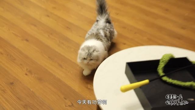 餵了半年多的流浪貓終於抓捕成功，結局卻讓人哭笑不得｜李喜貓 смотреть онлайн