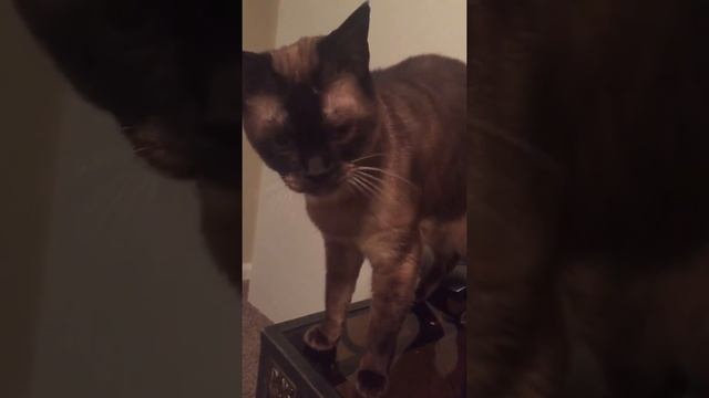 squeaky toy kitty смотреть онлайн