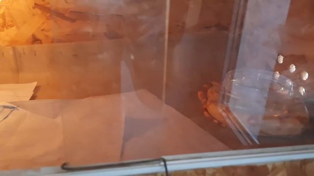 Шиншилловая ферма в квартире. смотреть онлайн