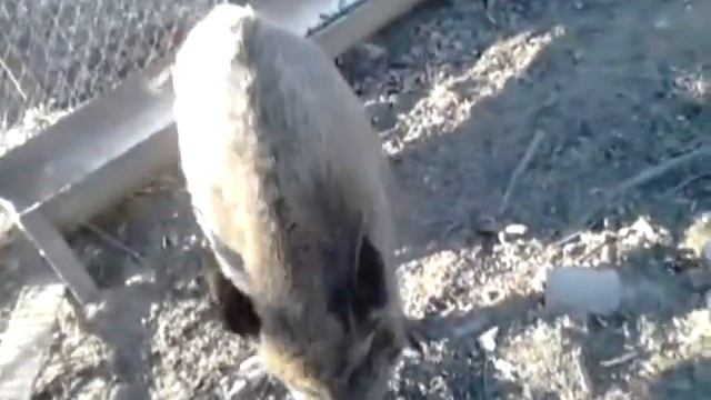 Домашний кабан атакует)))))))  RUSSIA