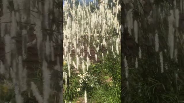 #Показ цветения кровохлебки тонколистной. Sanguisorba.Многолетнее растение в саду смотреть онлайн