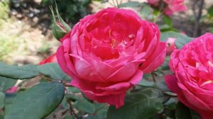 МАЛИНОВАЯ АНГЛИЧАНКА, цветение розы Бенджамин Бриттен / English rose Benjamin Britten / ROZI MIRA