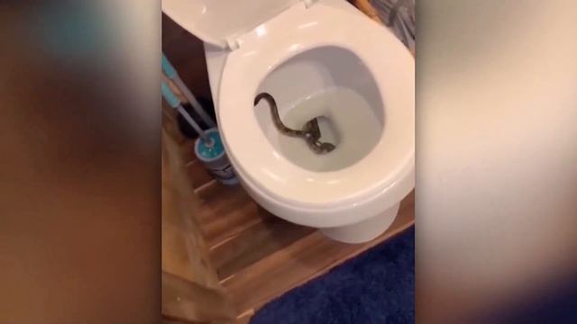 You rarely see this! Amazing Animal Moments Caught on Camera смотреть онлайн