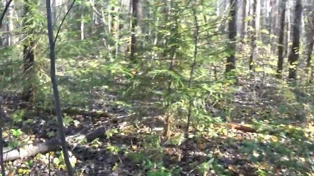 Собираем зимние грибы в октябре. Пермский Край. смотреть онлайн