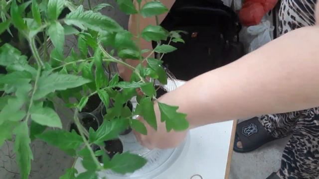 Подготовка рассады к высадке в грунт / ВЫБИРАЮ ОБРЕЗАЮ УДОБРЯЮ ПОЛИВАЮ / Помидоры Тыква Базилик смотреть онлайн