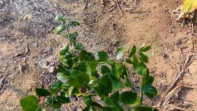 Grafting Orange Grow Faster And Get A Lots of fruit смотреть онлайн