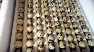 Закладываем перепелиные яйца для инкубации.