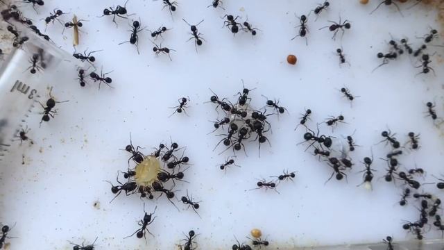 Муравьиная ферма. Муравьи пробуют квас, сок и молоко. смотреть онлайн