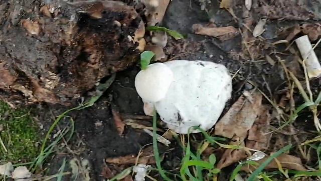 Грибной садик Три или четыре вида грибов на одном квадратном метре смотреть онлайн