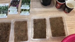 Микрозелень проращивание в джутовом коврике