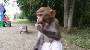 2020.08.21 Макака резус Маруся. Полный обзор на обезьяну.