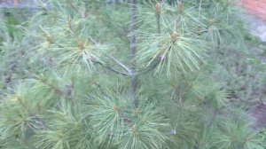 Сосна Веймутова,она же белая-небольшой обзор