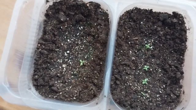 Эустома через 29 дней после посева. смотреть онлайн