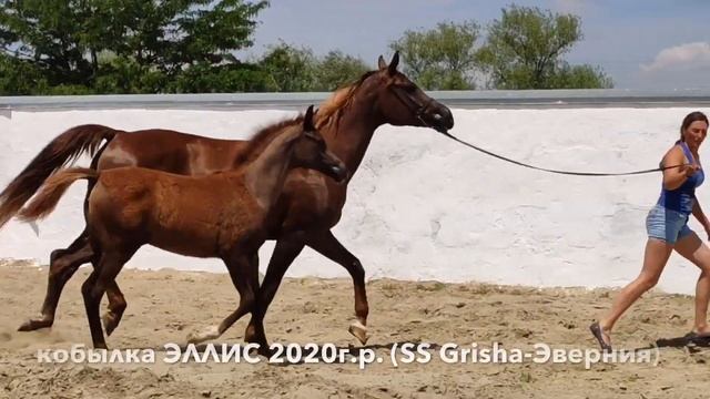 арабская кобылка ЭЛЛИС 2020г.р. (SS Grisha-Эверния) смотреть онлайн