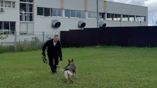 Команда «Рядом» как условный сигнал для собаки