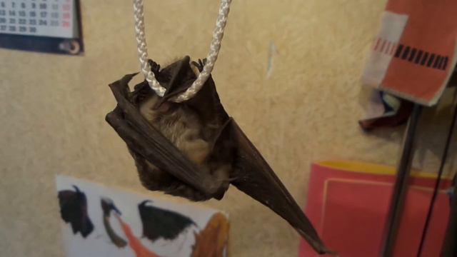 Летучая мышь умывается смотреть онлайн