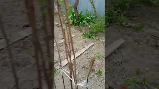 обзор пионы весна 2022, часть 2 смотреть онлайн