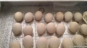 Инкубация мускусных уток. 10й день,овоскопирование.