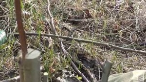 Прививка яблони на дичку