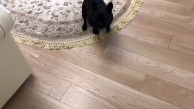 Французский Бульдог Марсик вернулся с прогулки опьяневшим от радости смотреть онлайн