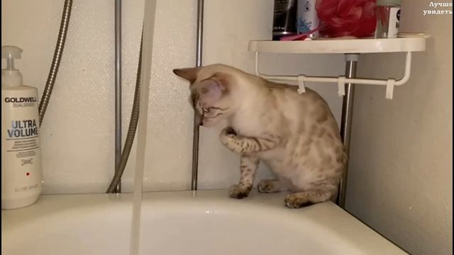 Снежные Бенгалы любят воду (Бенгальские кошки) || Snow Bengal Cats Love Water