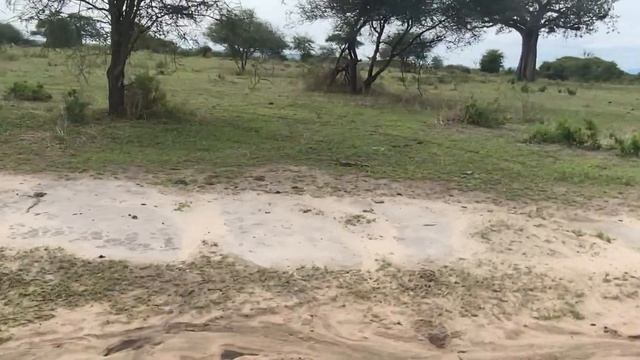 Львы на деревьях-редкое зрелище.Сафари в парке "Тарангире'.Африка.Танзания.Январь2022 смотреть онлайн