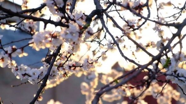 NOSTALGIE CHANSONS FRANÇAISES ♫ Dalida, Charles Aznavour, Joe Dassin, Frédéric François