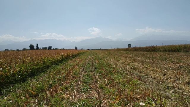 уборка кукурузы на нива ск 5 м1 с жаткой ппк 4 смотреть онлайн
