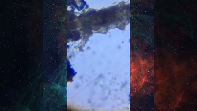 Редкое зрелище !!! Беременная тихоходка с детёнышем смотреть онлайн