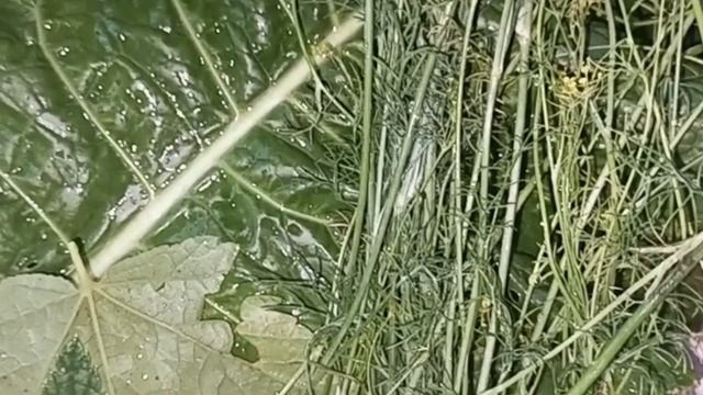 Заготавливаю на зиму очень вкусные солёные помидоры. Из них получаются салаты и вкусные супа.