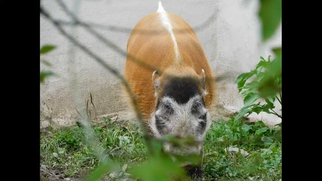 Zoo Dvůr Králové- Nikon B500 смотреть онлайн
