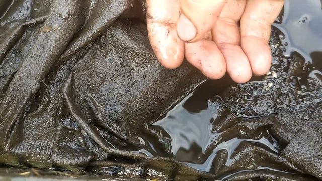 Раки розмножуються в моєму ставку! Я приємно здивований 😬 смотреть онлайн