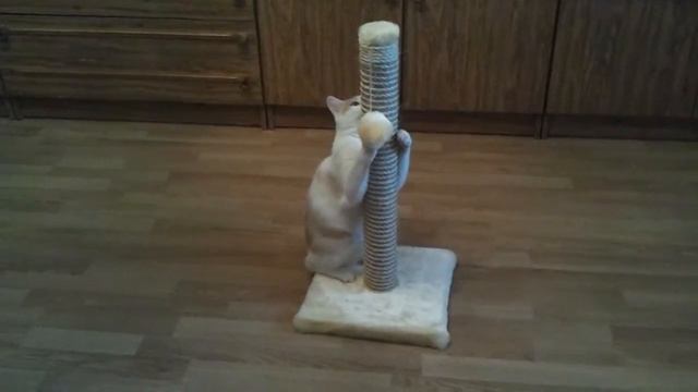 Кот и когтеточка смотреть онлайн