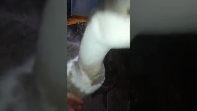 ЛЕТИТ КАК ГОЛУБЬ И ПОНИМАЕТЬ ЯЗЫК смотреть онлайн