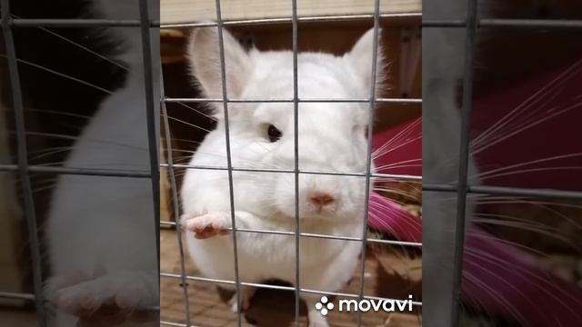 Шиншиллы фото. смотреть онлайн