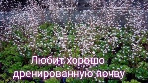 Какие низкорослые,ВЕЧНОЗЕЛЕНЫЕ цветы посадить вместо газона.