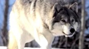 одинокий волк под музыку Шансон  Одинокий волк.