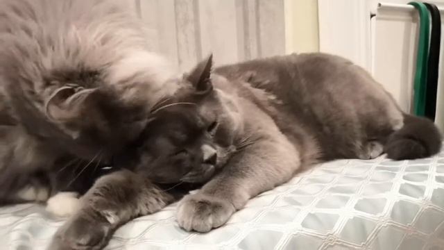 Кошка вылизывает своего большого сыночка. смотреть онлайн