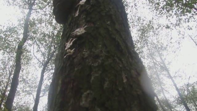 Вешенки осенние грибы смотреть онлайн