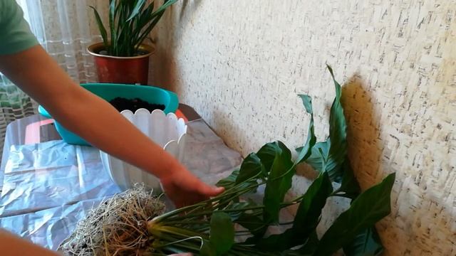 Спатифиллум(женское счастье)/Полное удаление старого грунта и отделение деток./Spathiphyllum смотреть онлайн