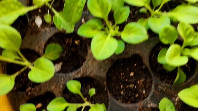 ВСХОДЫ ПЕТУНИИ И КАТАРАНТУСА. НЕОБХОДИМЫЙ УХОД ЗА ВСХОДАМИ. смотреть онлайн