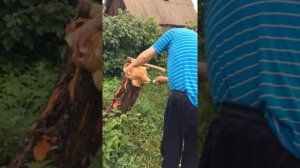 Отрубил курице голову, собака нервничает)))