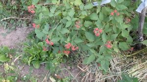 Малина Кумберленд - мое впечатление (2 год выращивания)